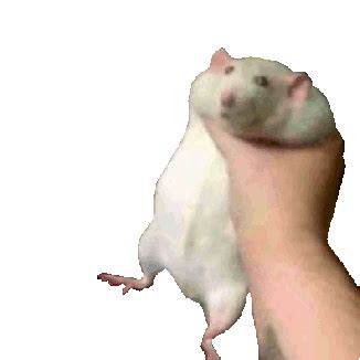 With Tenor, maker of GIF Keyboard, add popular Grabbing animated GIFs to your conversations. . Grab rat meme